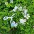 Blomsterkrans - Gårda Iris Flowerband (flerfarvet)